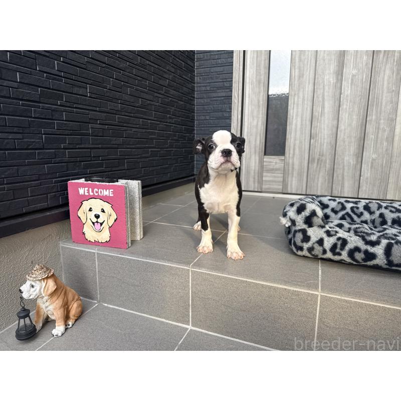 成約済の静岡県のボストンテリア-434916の3枚目