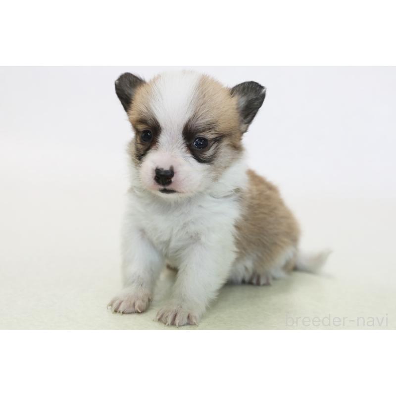 販売中の神奈川県のパピコー:パピヨン×コーギー-441447の1枚目