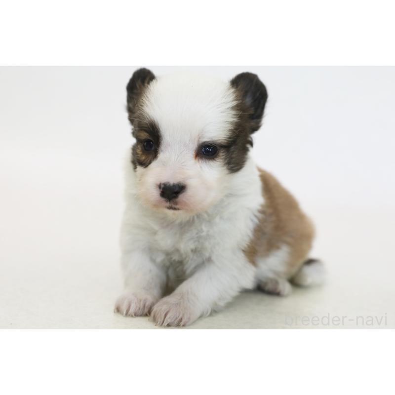 販売中の神奈川県のパピコー:パピヨン×コーギー-441449