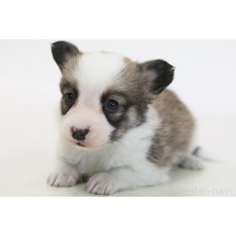 販売中の神奈川県のパピコー:パピヨン×コーギー-441450の1枚目