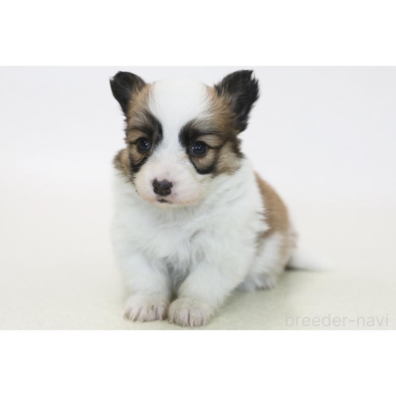 販売中の神奈川県のパピコー:パピヨン×コーギー-441452