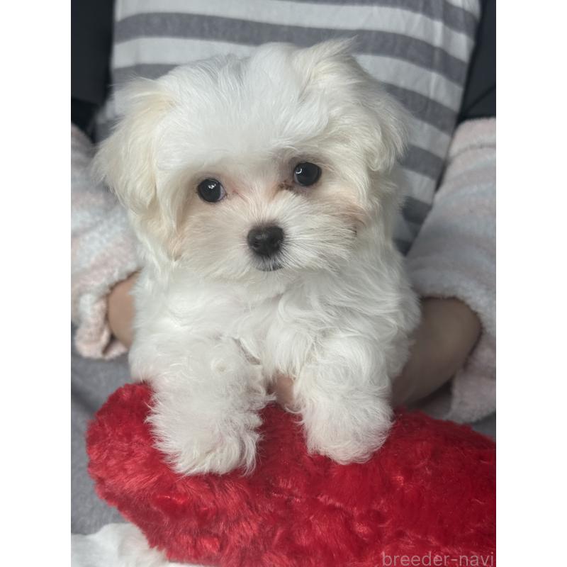 販売中の大阪府のマルチーズ-437957の8枚目