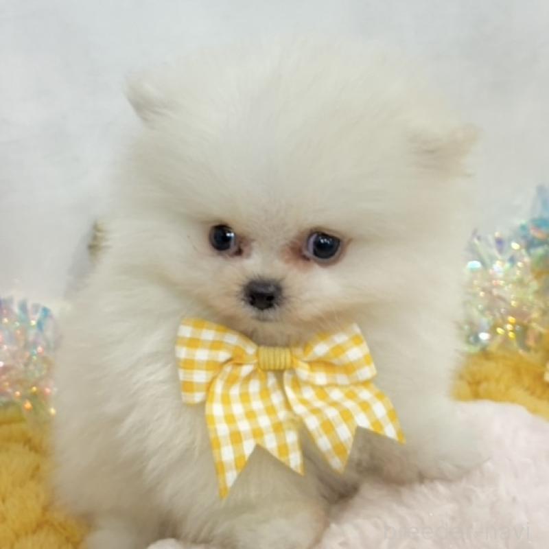 販売中の岐阜県のポメラニアン-441453