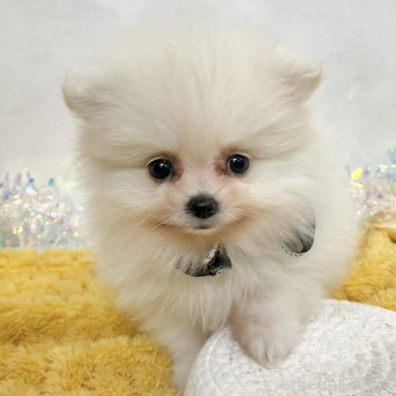 販売中の岐阜県のポメラニアン-441454の1枚目