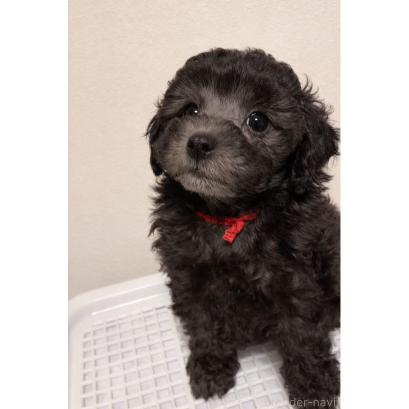 成約済の岡山県のトイプードル-438829の3枚目