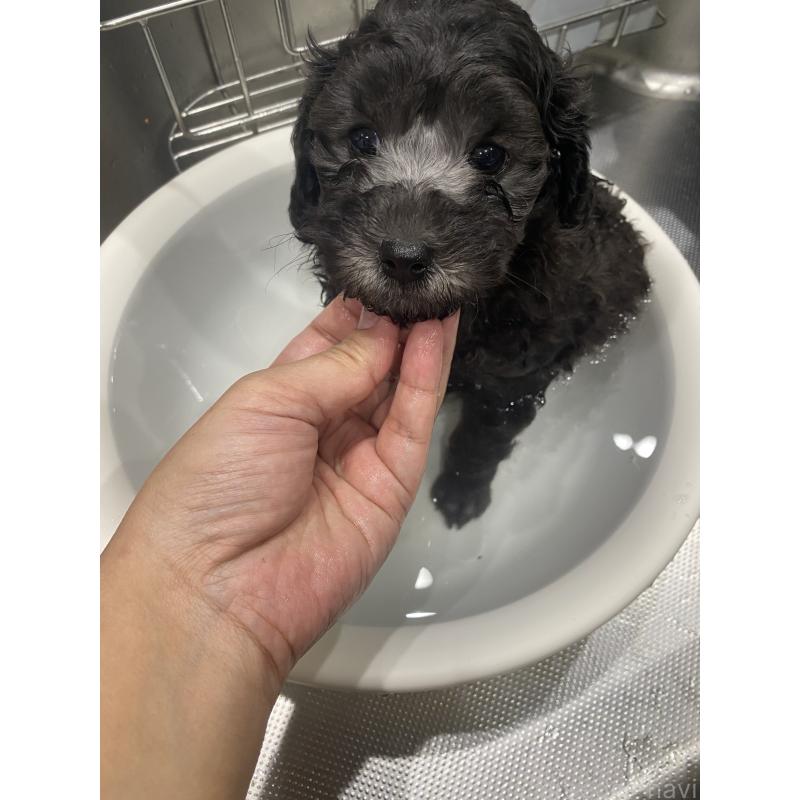 成約済の岡山県のトイプードル-438840の3枚目