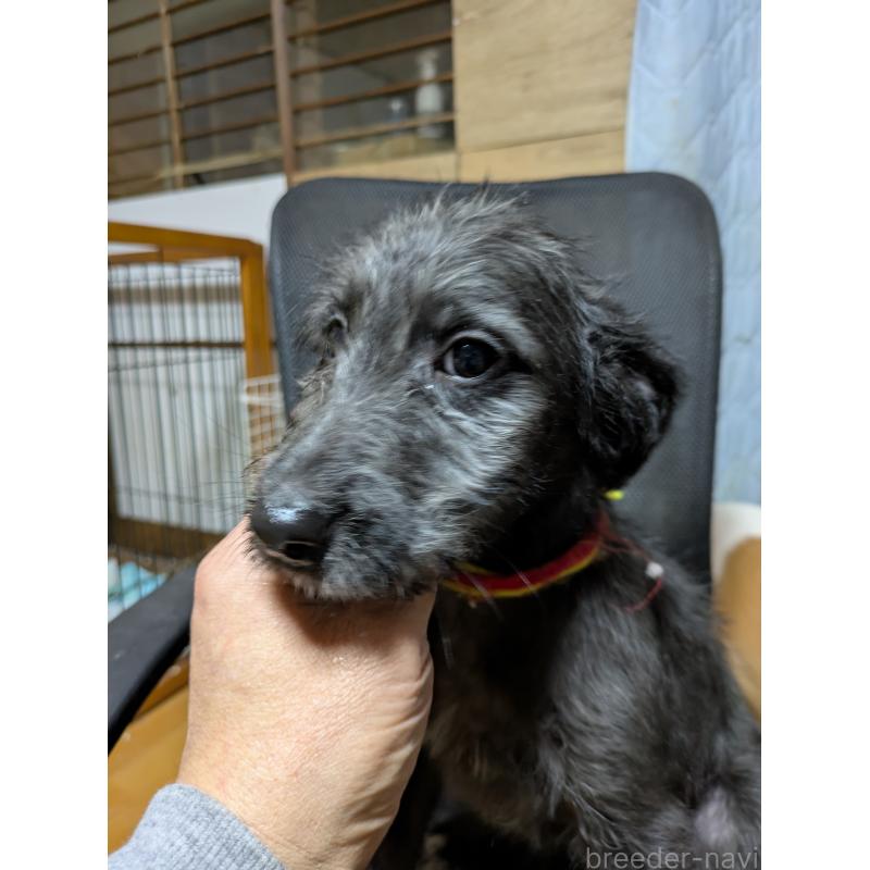 販売中の岐阜県のミックス犬-441456の10枚目