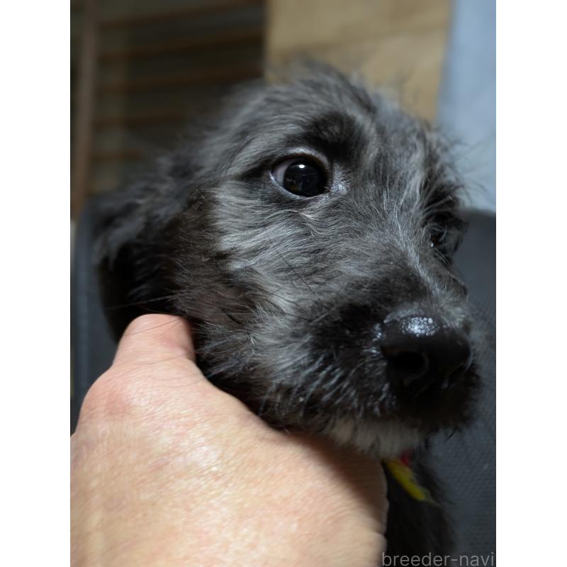 販売中の岐阜県のミックス犬-441456の9枚目