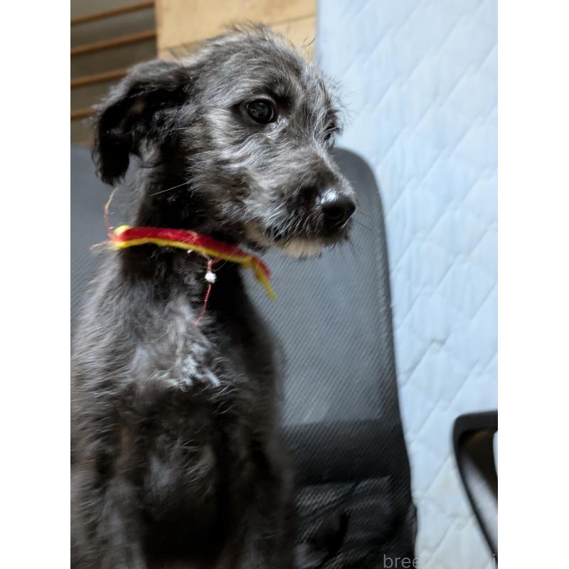 販売中の岐阜県のミックス犬-441456の8枚目