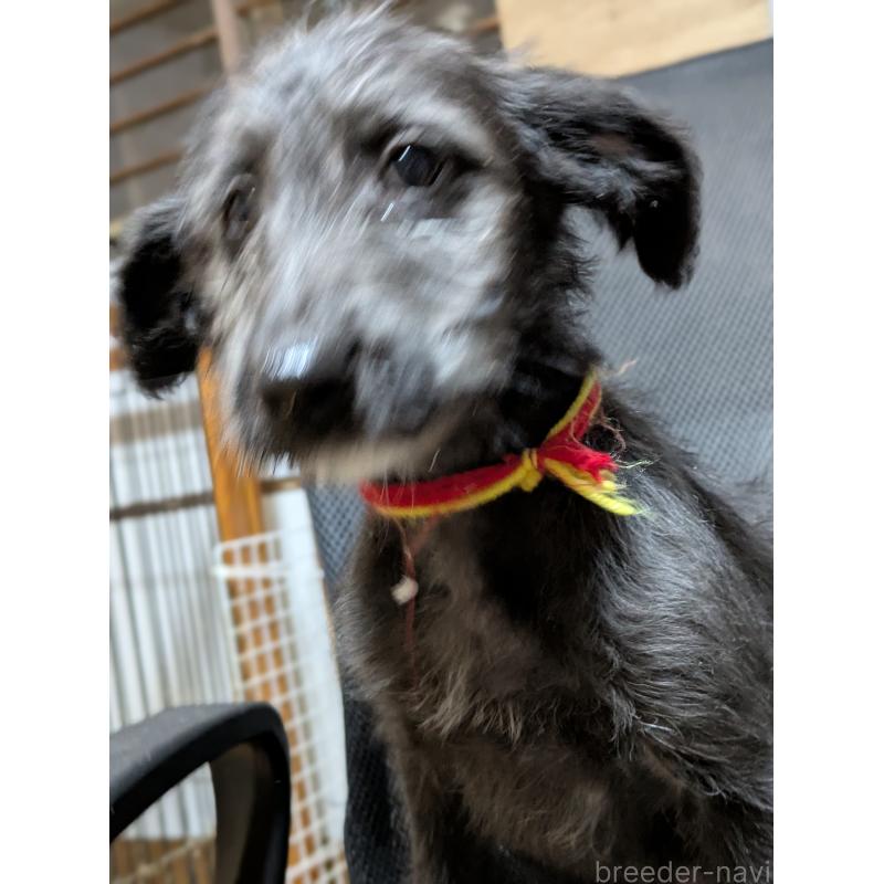 販売中の岐阜県のミックス犬-441456の7枚目