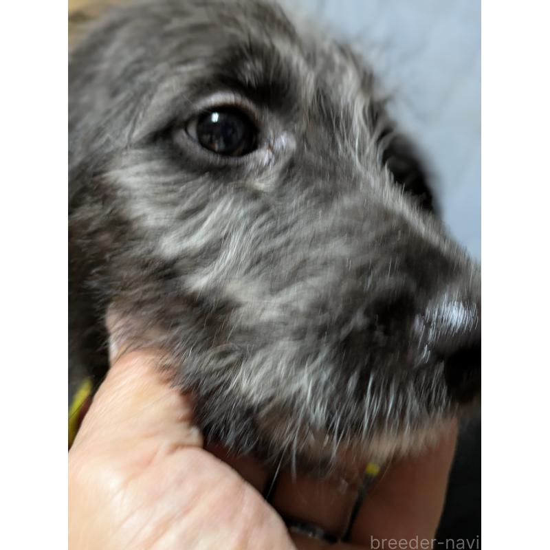 販売中の岐阜県のミックス犬-441456の6枚目