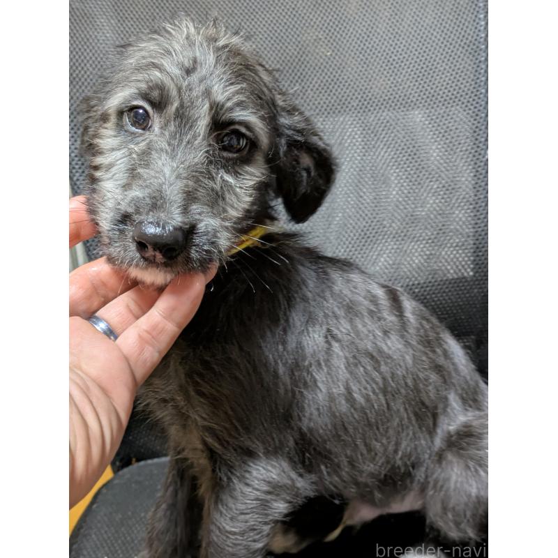 販売中の岐阜県のミックス犬-441456の5枚目