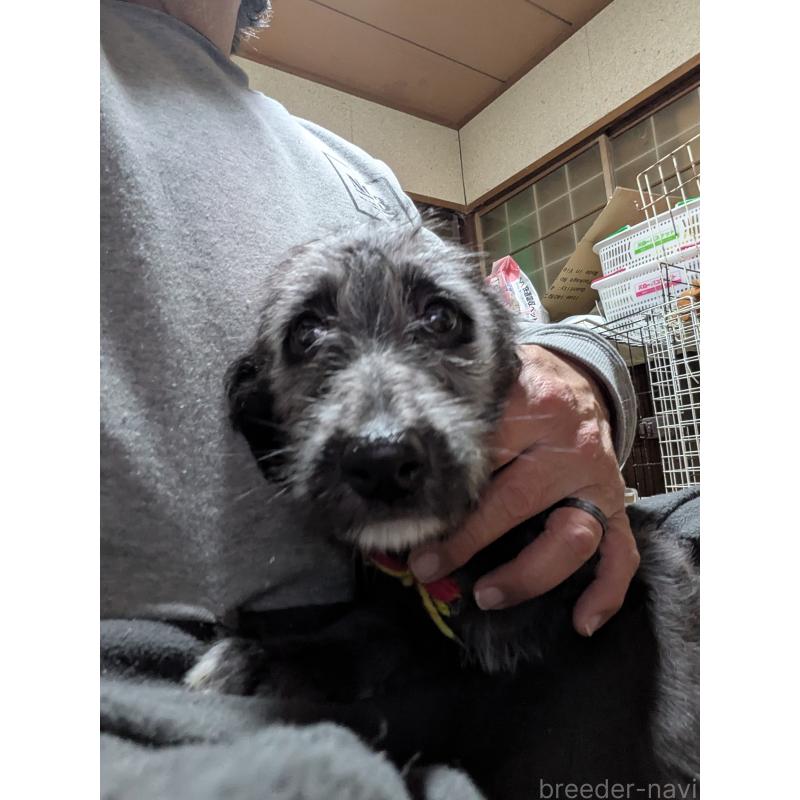 販売中の岐阜県のミックス犬-441456の4枚目