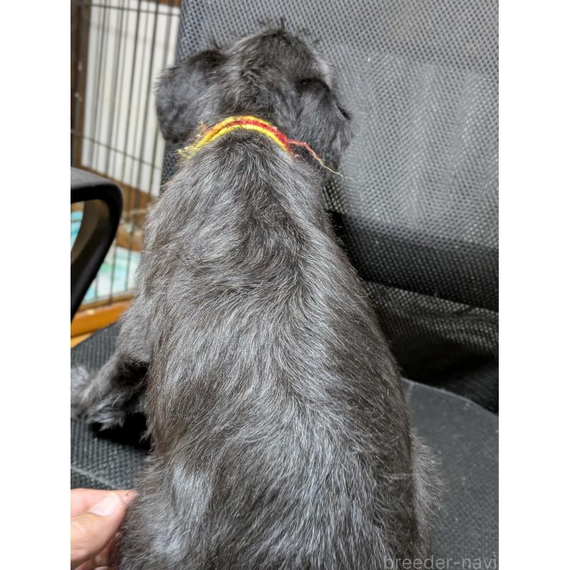 販売中の岐阜県のミックス犬-441456の3枚目