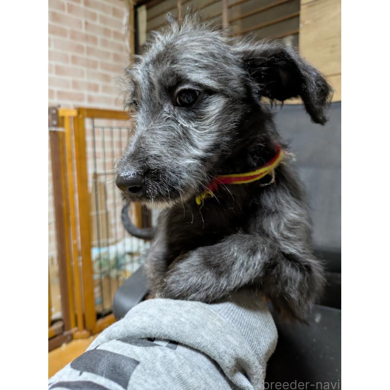 販売中の岐阜県のミックス犬-441456の2枚目