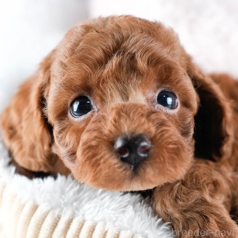 販売中の茨城県のトイプードル-441455の8枚目