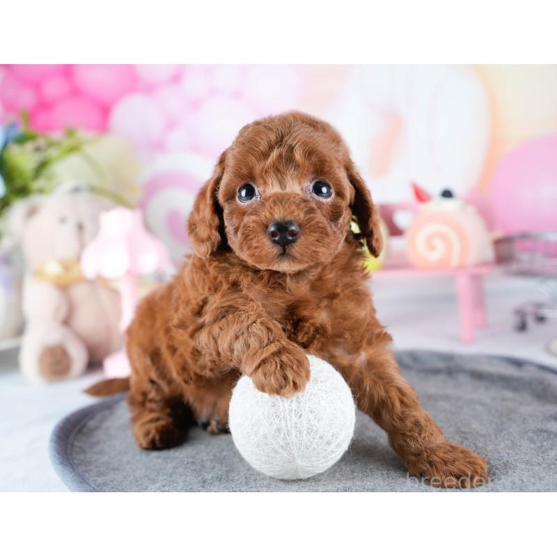 販売中の茨城県のトイプードル-441455の7枚目