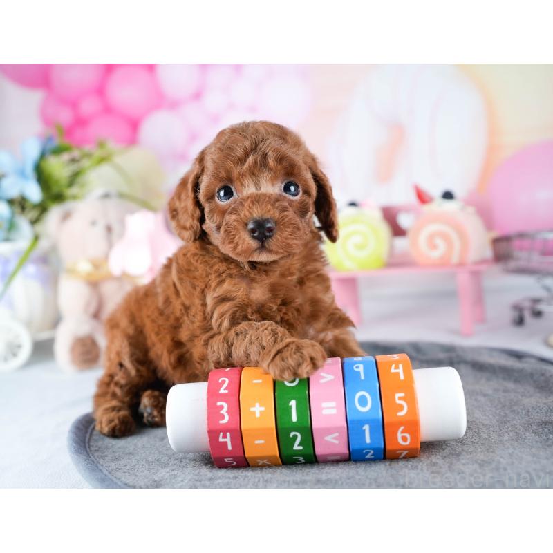 販売中の茨城県のトイプードル-441455の6枚目