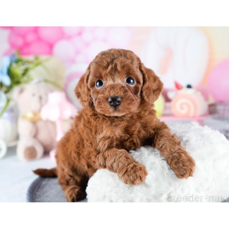 販売中の茨城県のトイプードル-441455の5枚目