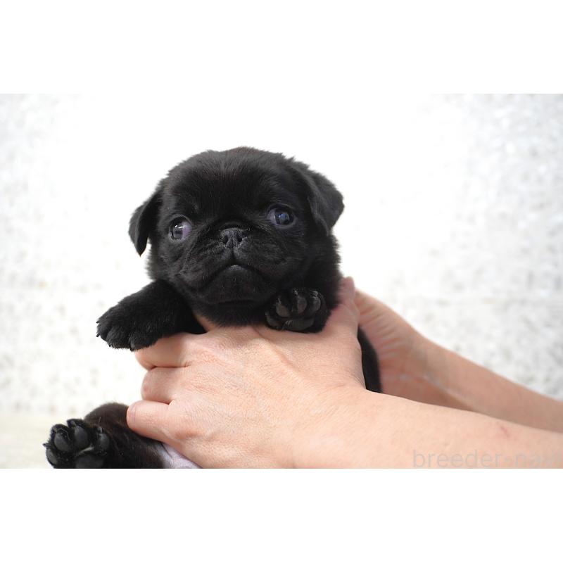 販売中の東京都のパグ-441457の8枚目