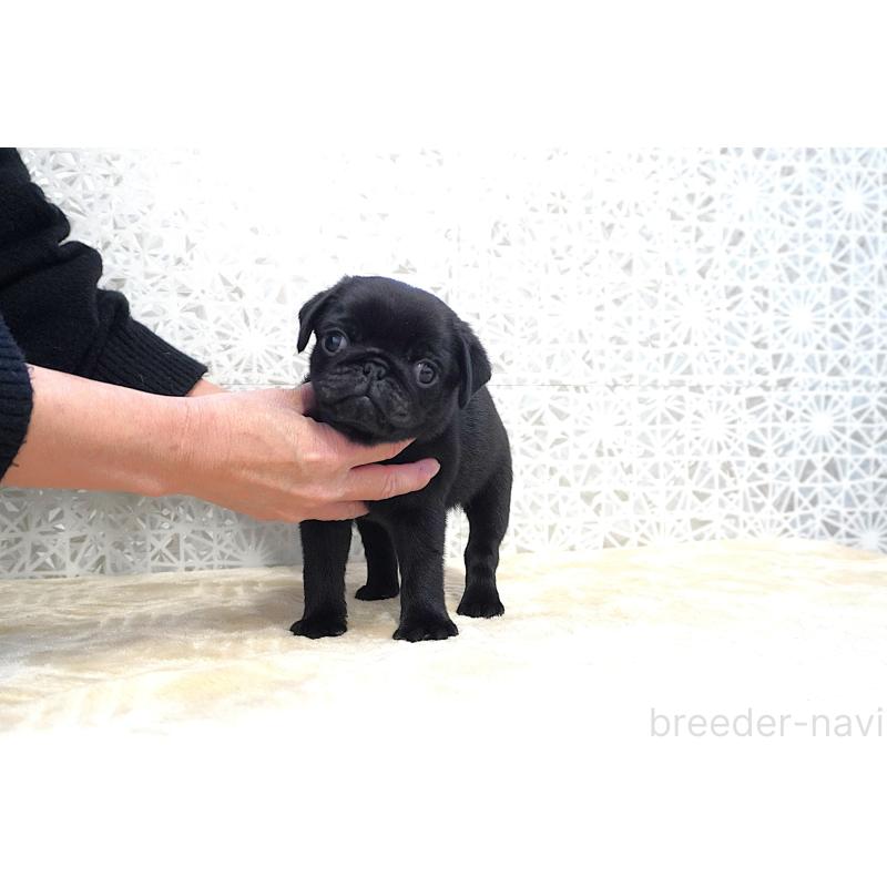 販売中の東京都のパグ-441457の6枚目