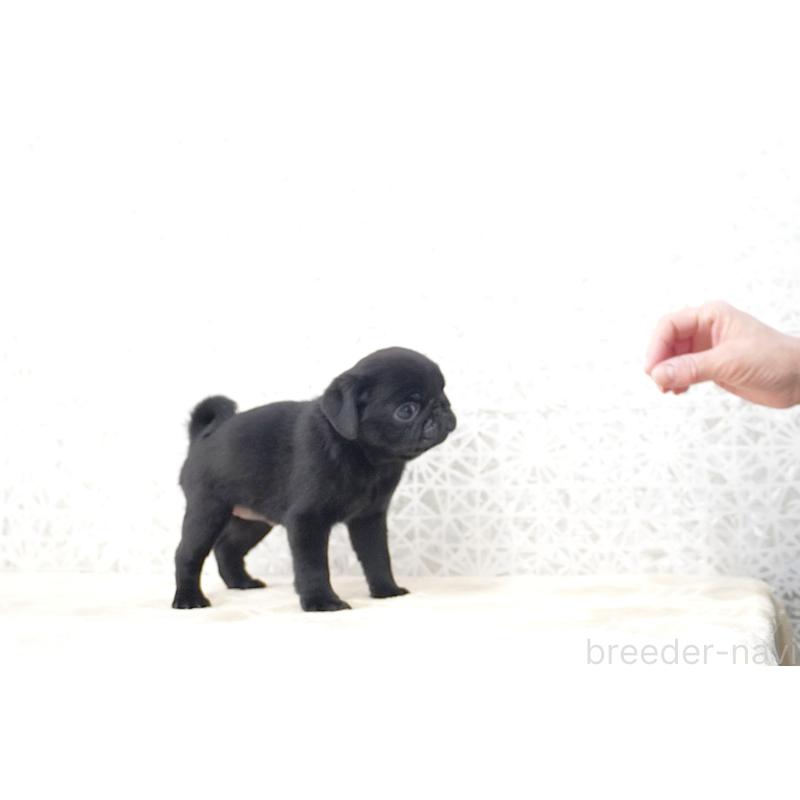 販売中の東京都のパグ-441457の5枚目