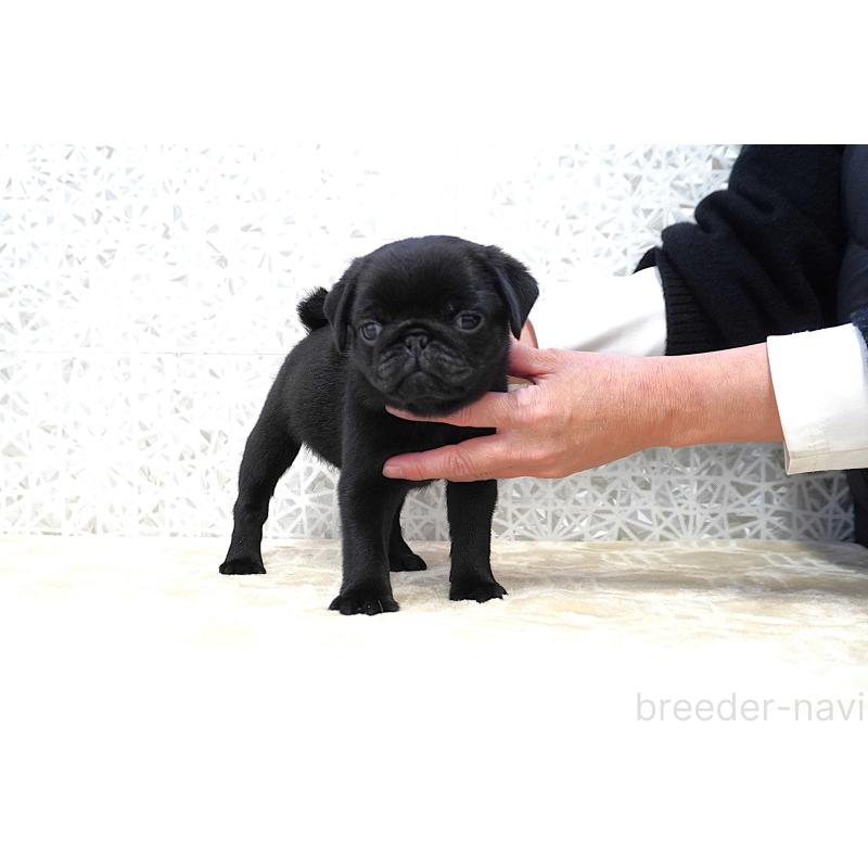 販売中の東京都のパグ-441457の4枚目