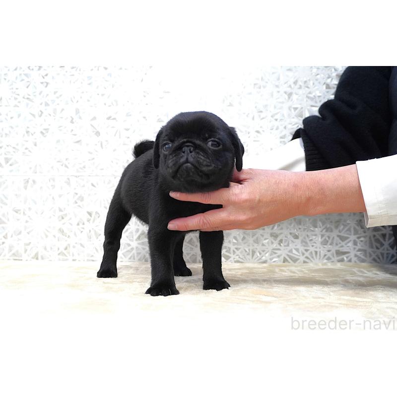 販売中の東京都のパグ-441457の3枚目