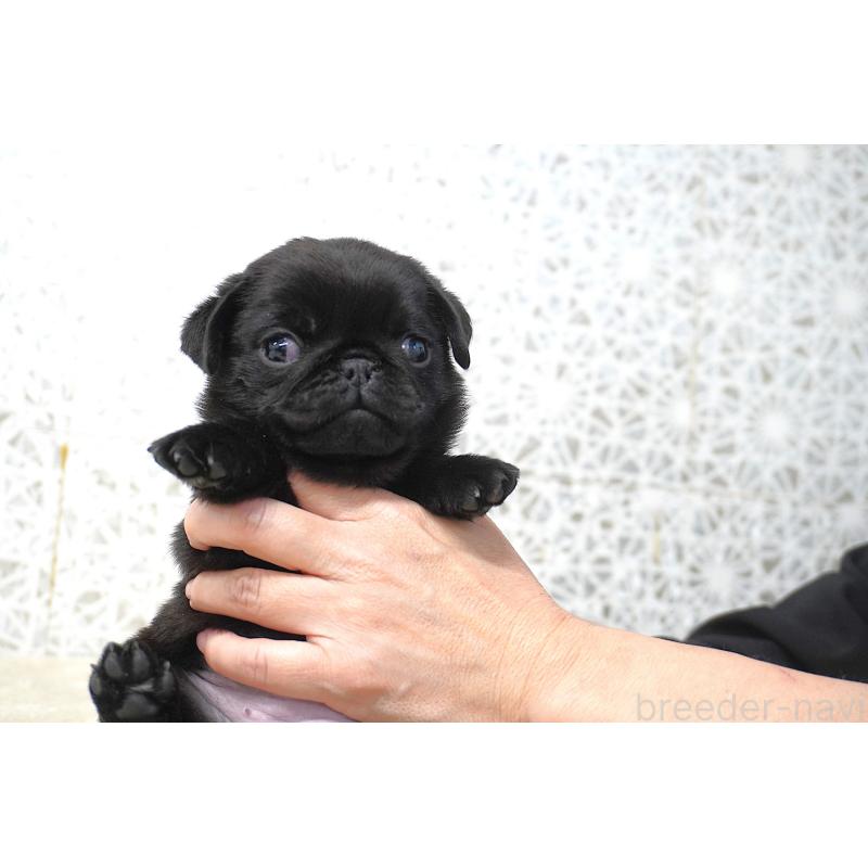 販売中の東京都のパグ-441457の2枚目