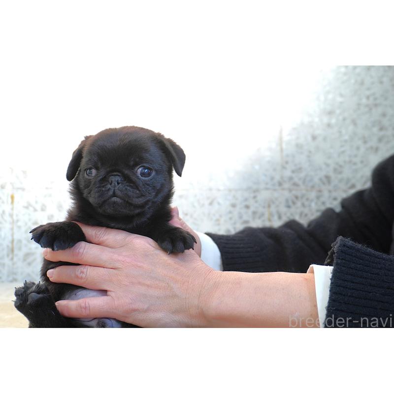 販売中の東京都のパグ-441458の9枚目