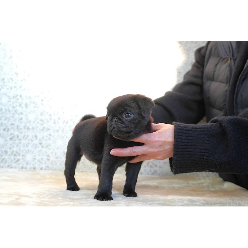 販売中の東京都のパグ-441458の8枚目