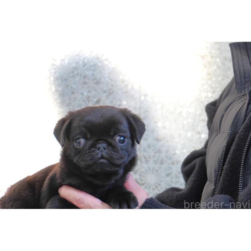 販売中の東京都のパグ-441458の7枚目