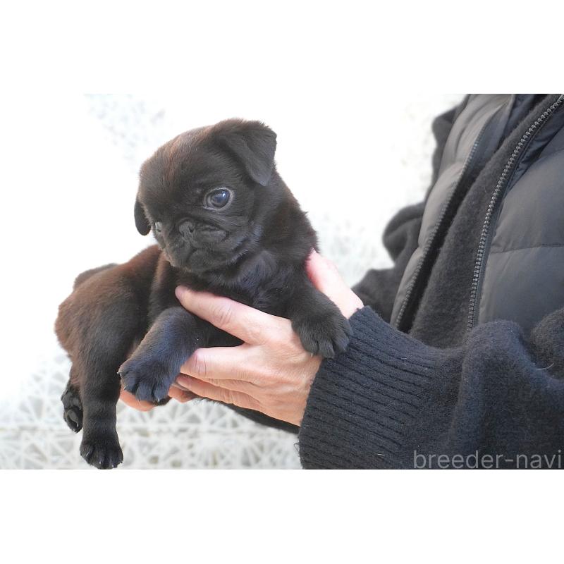 販売中の東京都のパグ-441458の6枚目