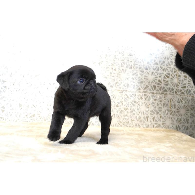 販売中の東京都のパグ-441458の5枚目