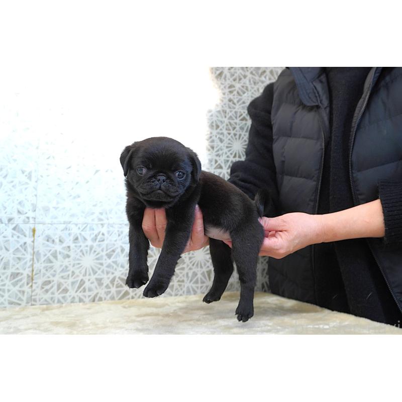 販売中の東京都のパグ-441458の4枚目