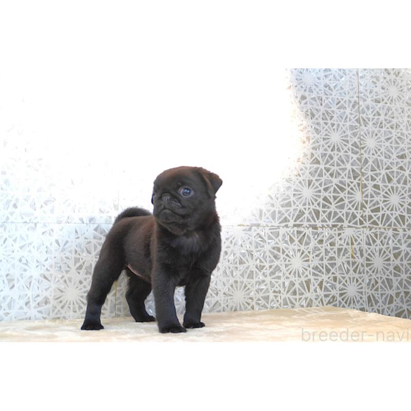 販売中の東京都のパグ-441458の3枚目