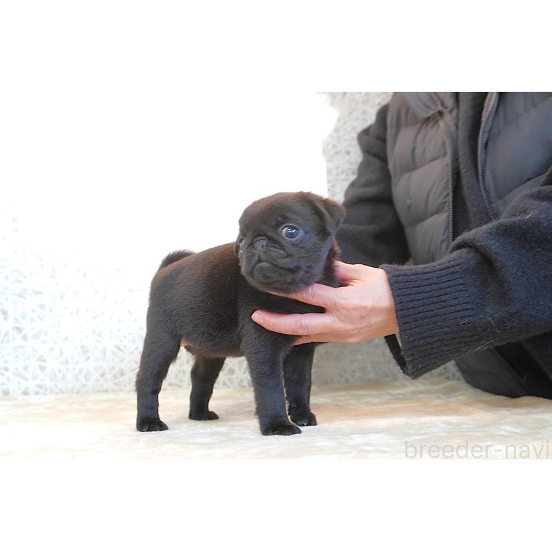 販売中の東京都のパグ-441458の2枚目