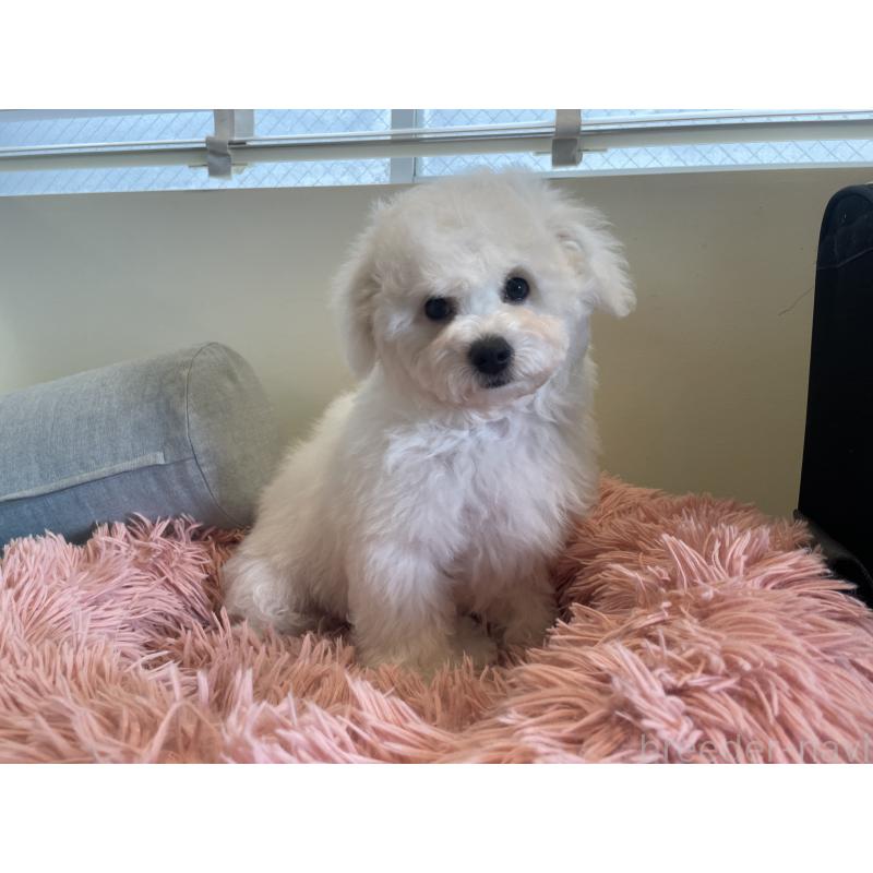 販売中の東京都のビションフリーゼ-422236の2枚目