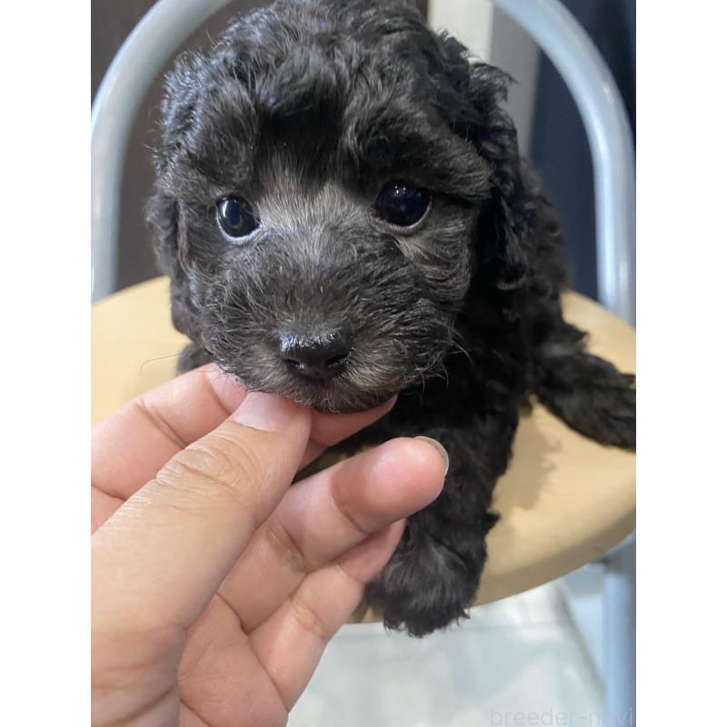 成約済の岡山県のトイプードル-441330の3枚目