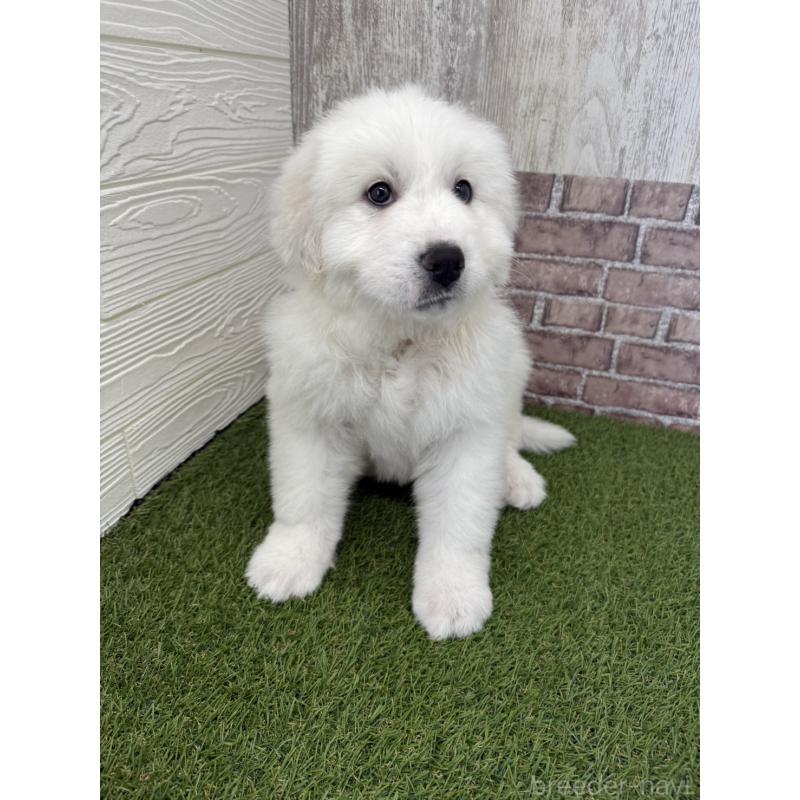 成約済の三重県のグレートピレニーズ-435187の5枚目