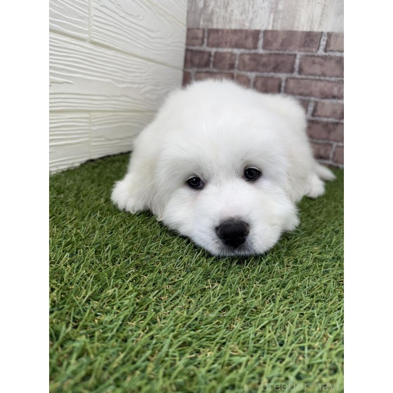 成約済の三重県のグレートピレニーズ-435187の4枚目