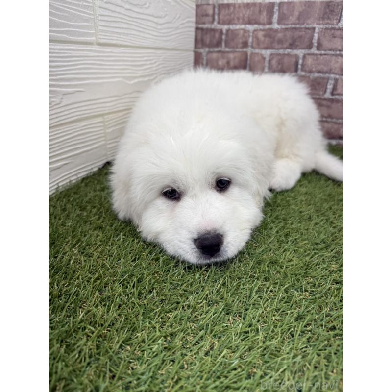 成約済の三重県のグレートピレニーズ-435187の3枚目