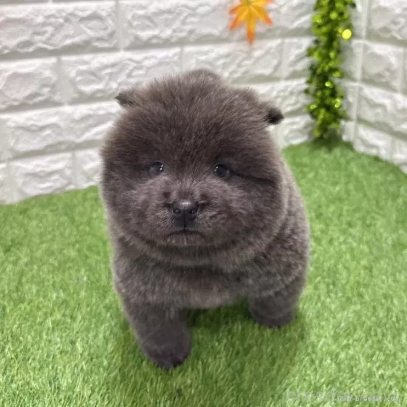 販売中の愛知県のチャウチャウ-436972