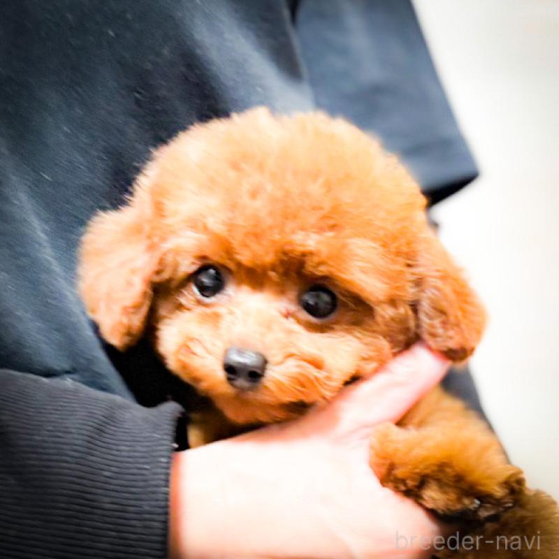 販売中ののタイニープードル-430246