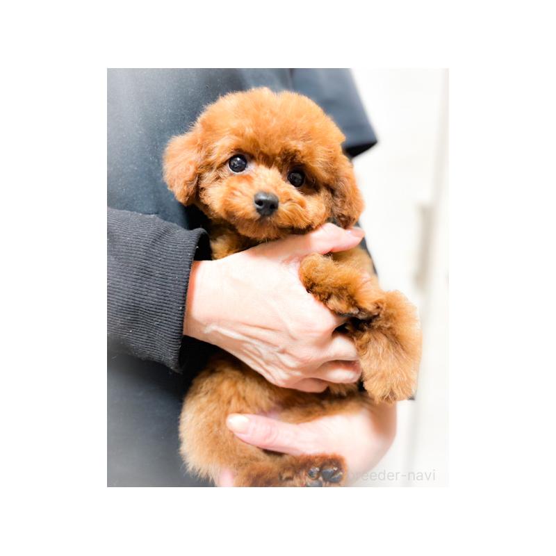 成約済の岡山県のタイニープードル-430246の2枚目