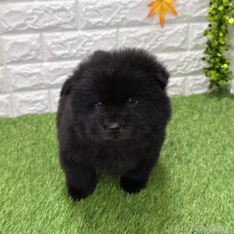 販売中の愛知県のチャウチャウ-436964の5枚目