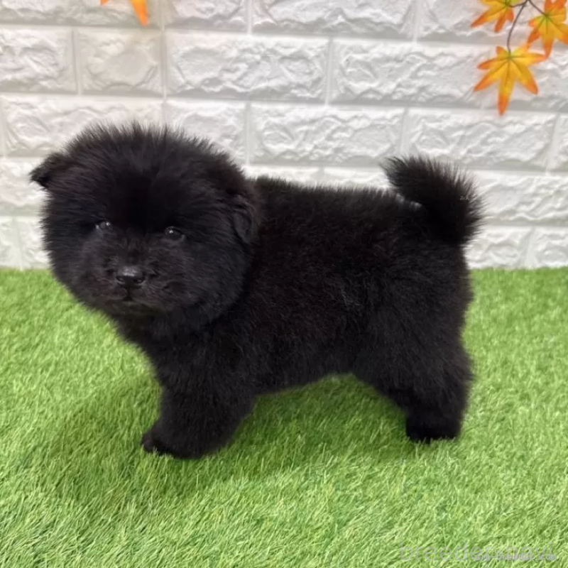 販売中の愛知県のチャウチャウ-436964の4枚目