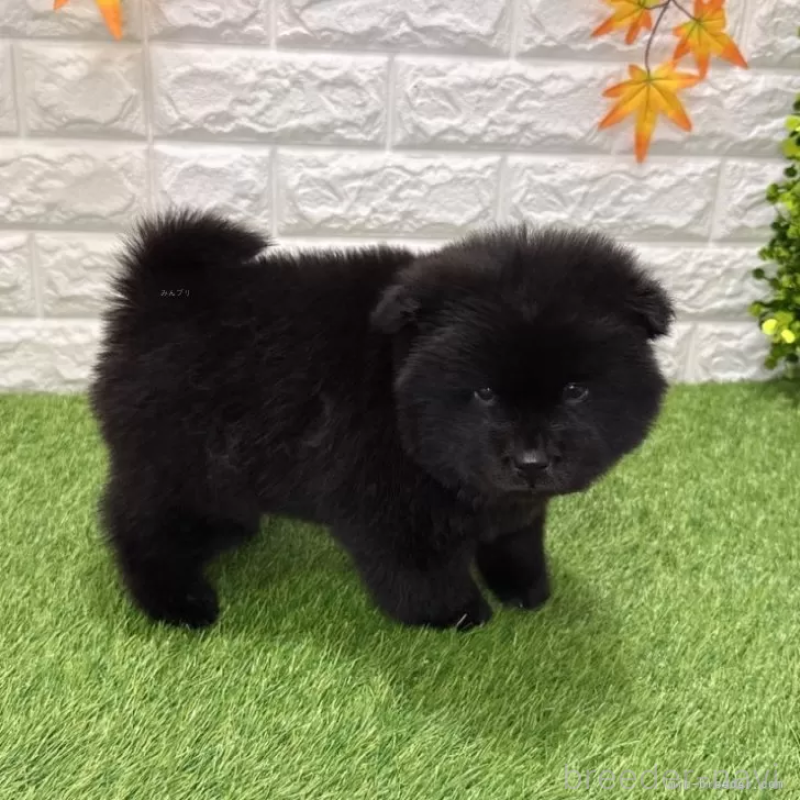 販売中の愛知県のチャウチャウ-436964の3枚目