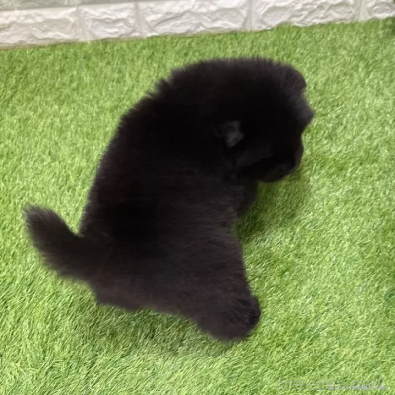 販売中の愛知県のチャウチャウ-436964の2枚目