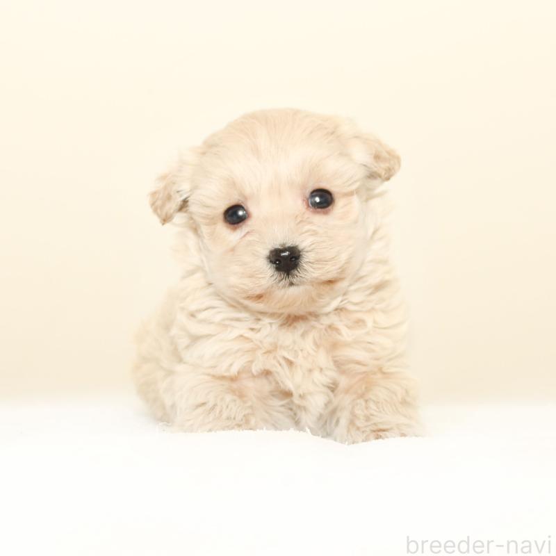 販売中の熊本県のマルプー:マルチーズ×トイプードル-441462